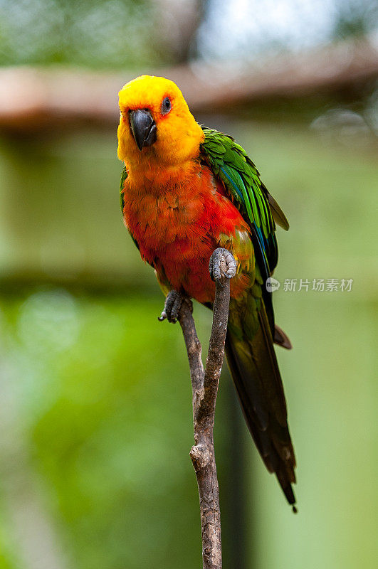 真正的Jandaia -巴西的鸟